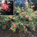 Plant known as Grevillea x hybrid (Robyn Gordon)