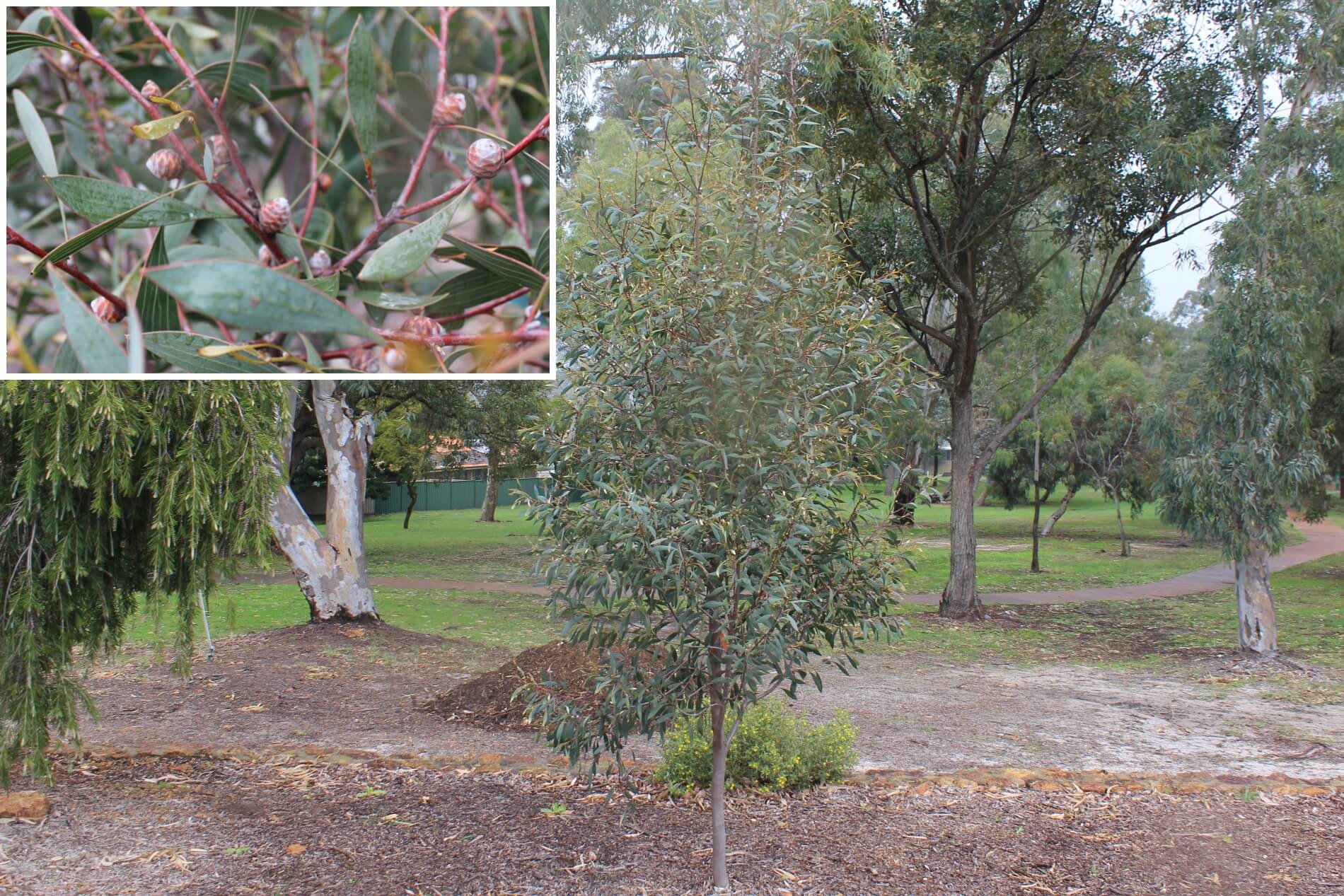 Plant known as Hakea Laurina (Pin Cushion)