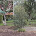 Plant known as Hakea Laurina (Pin Cushion)