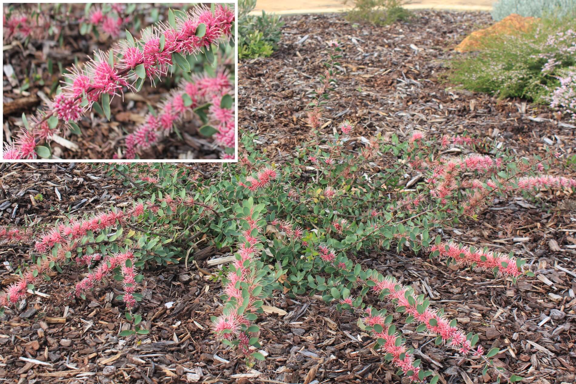 Plant known as Hakea x Hybrid common name Burrendong Beauty 