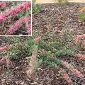Plant known as Hakea x Hybrid common name Burrendong Beauty 