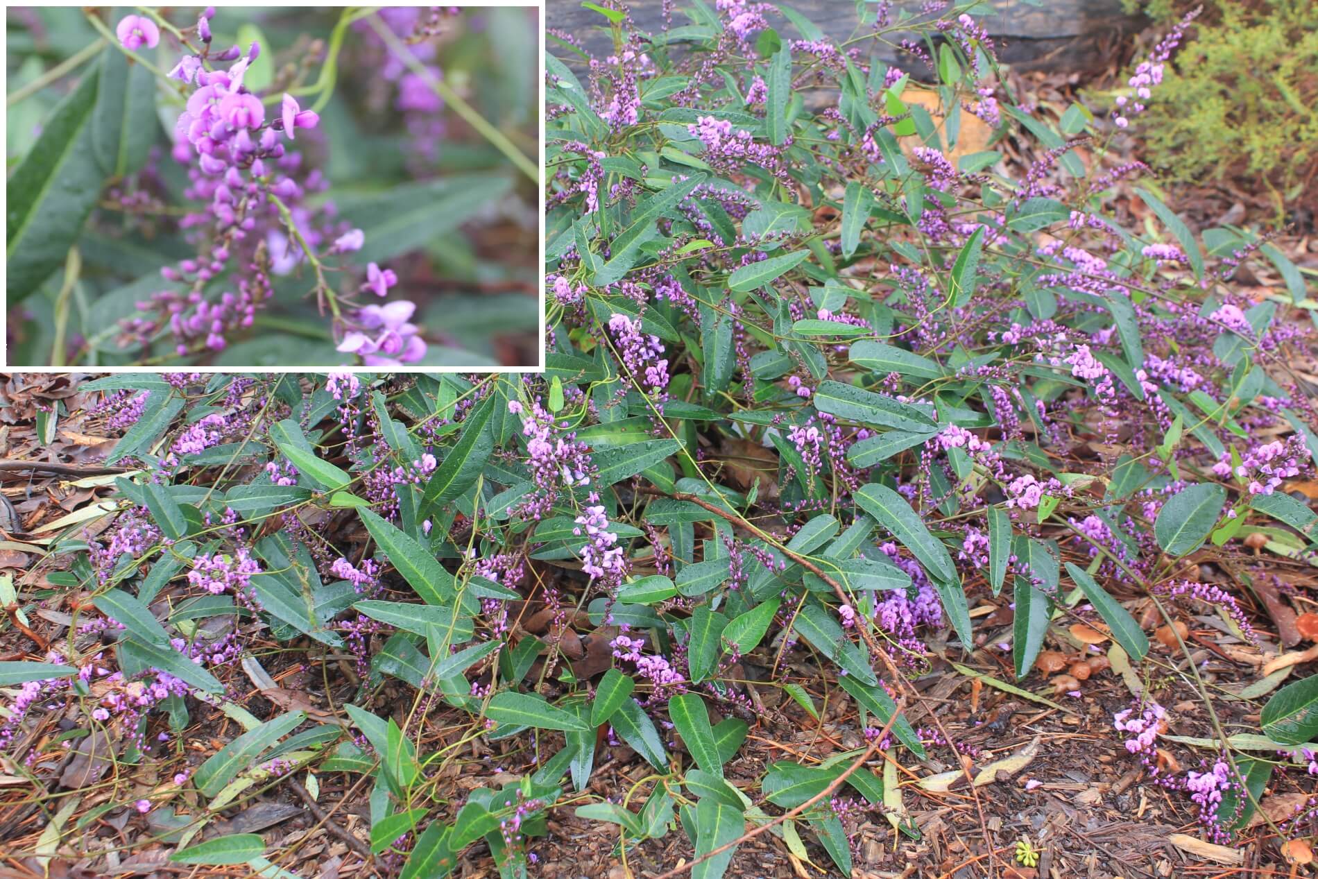 Plant known as Hardenbergia Violacea (Native Westringia)