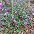 Plant known as Hardenbergia Violacea (Native Westringia)