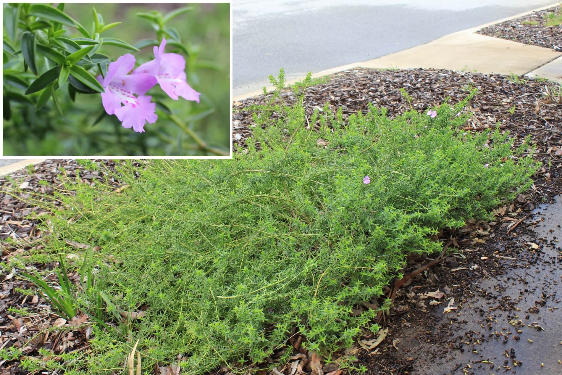 Plant known as Hemiandra Pungens (Snake bush)