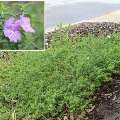 Plant known as Hemiandra Pungens (Snake bush)