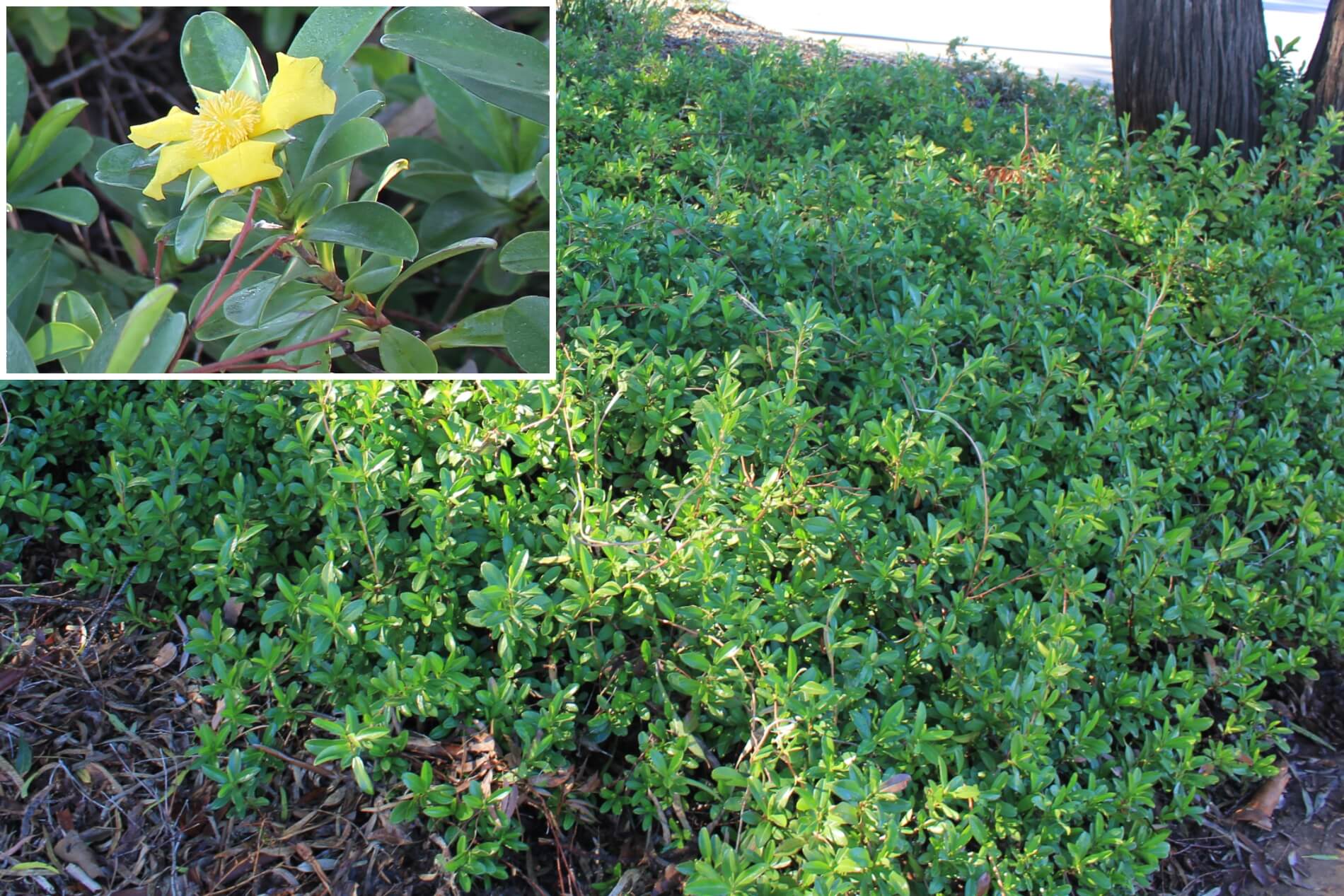 Plant known as Hibbertia Scandens (Snake Vine)