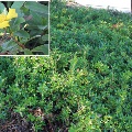 Plant known as Hibbertia Scandens (Snake Vine)