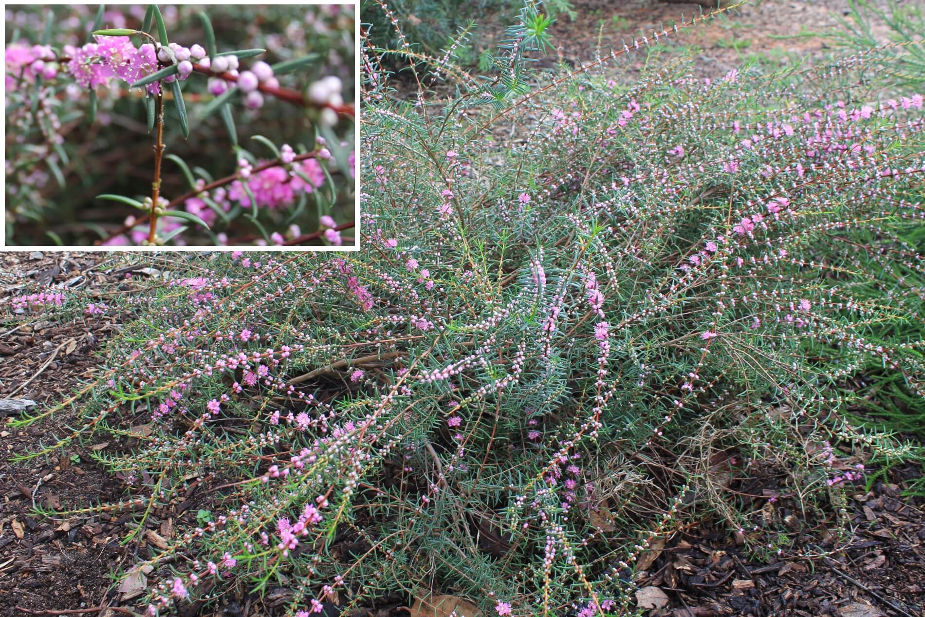 Plant known as Hypocallyma Robustrum common name is Swan River Myrtle 