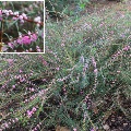 Plant known as Hypocallyma Robustrum common name is Swan River Myrtle 