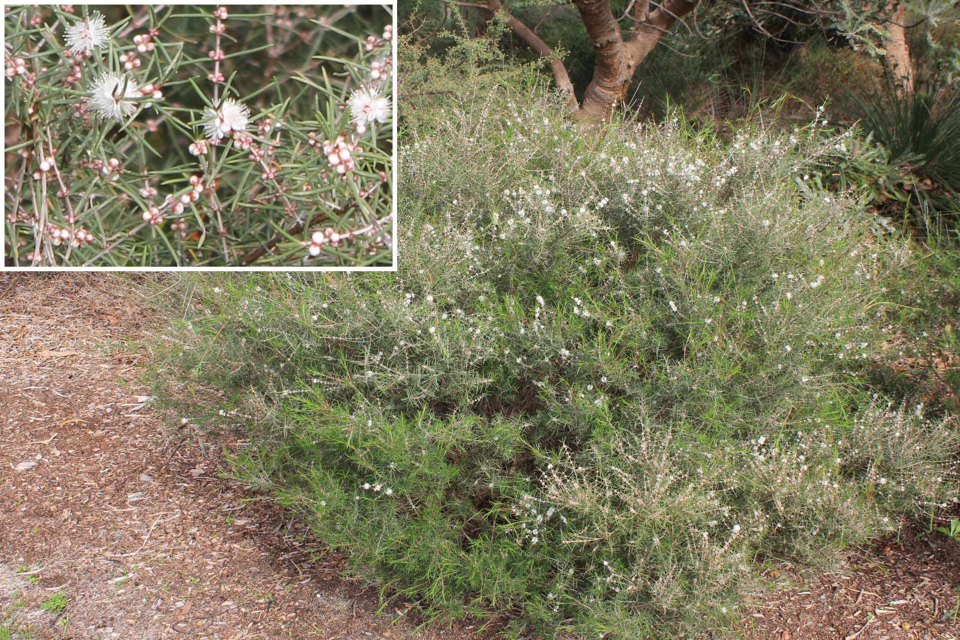 Plant known as Hypocalymma Angustifolium (White Myrtle)