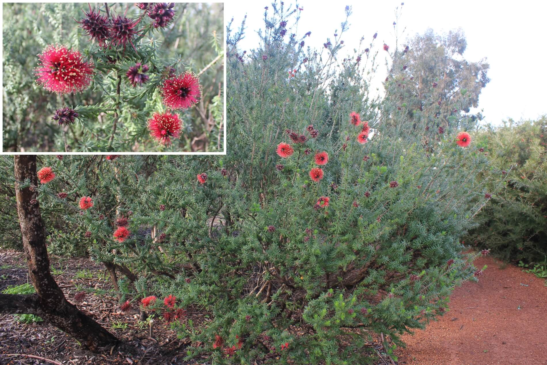 Plant known as Kunzea Baxteri (Scarlet Kunzea)