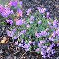 Plant known as Lechenaultia Biloba 'violet blue' (Blue lechenuaultia)
