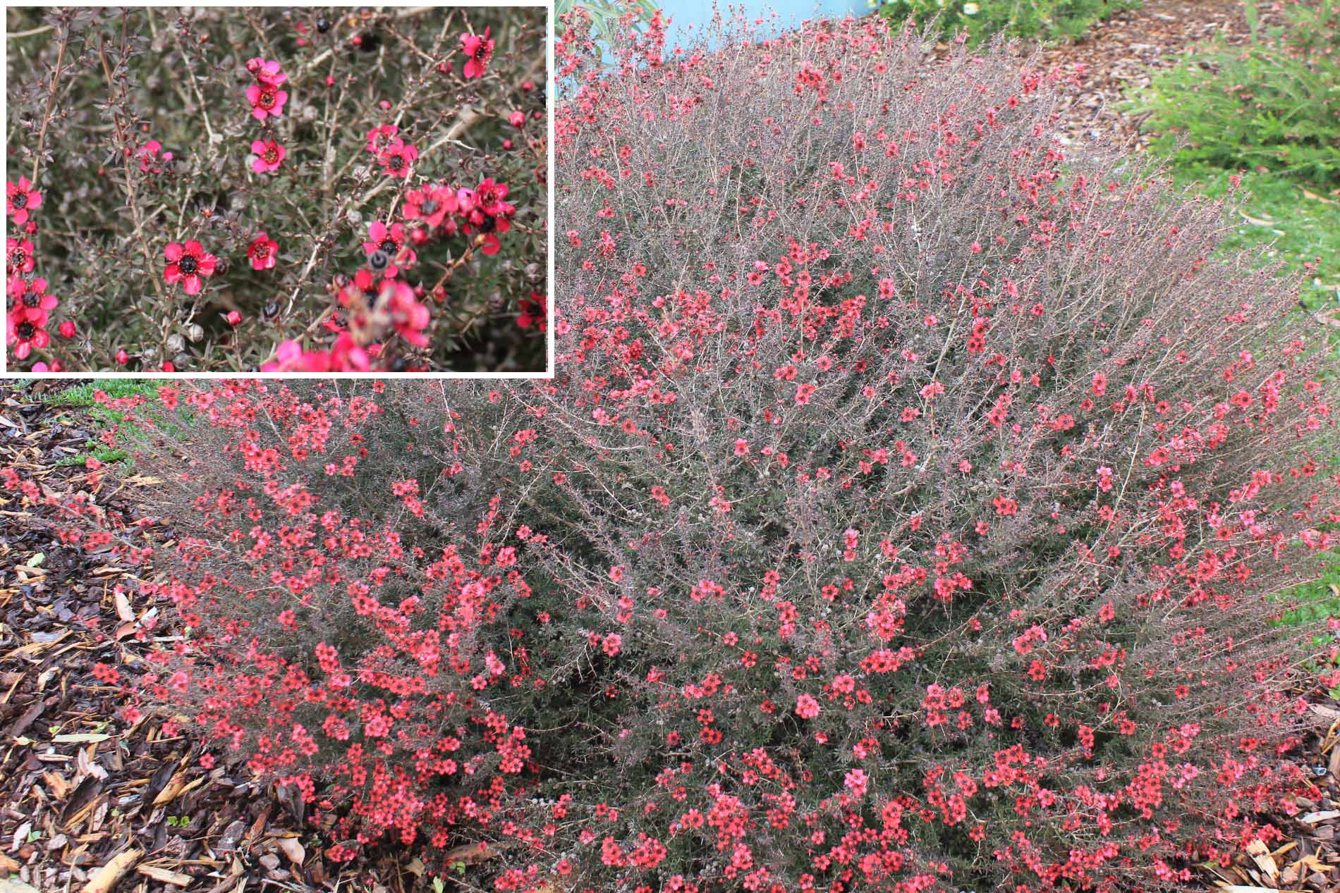 Plant known as Leptospermum Scoparium 'Nanum Rubrum' (Dwarf Red Tea Tree)