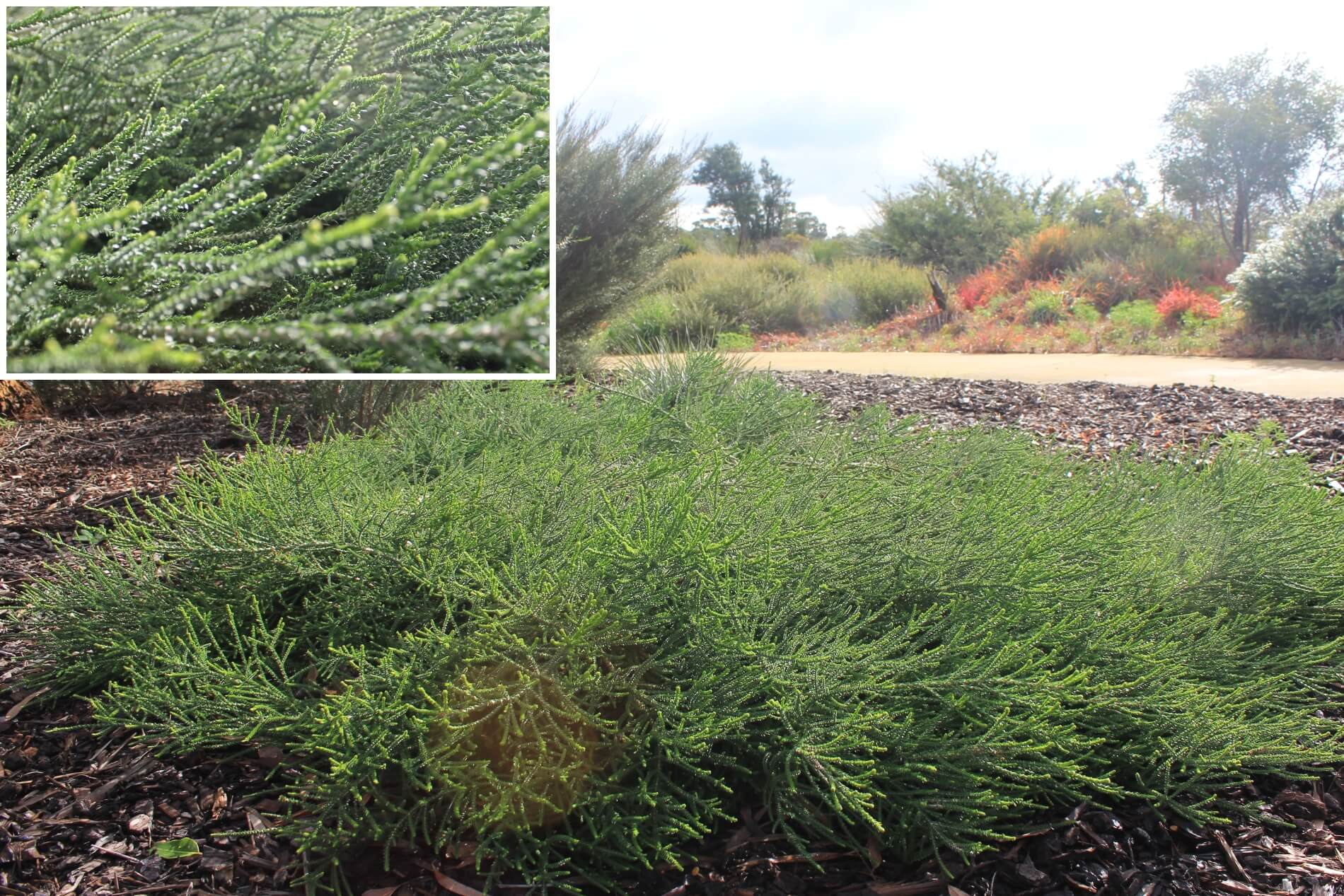 Plant known as Melalauca Huegelii (Chenille honey-myrtle)