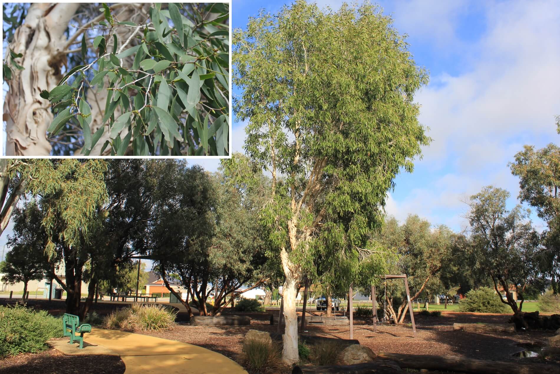 Plant known as Melalauca Leucadendra (Weeping paperbark)