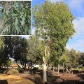 Plant known as Melalauca Leucadendra (Weeping paperbark)