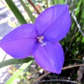Plant known as Patersonia Occidentalis (Purple Flag)