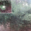 Plant known as Ricinocarpus Tuberculatus (Wedding bush)