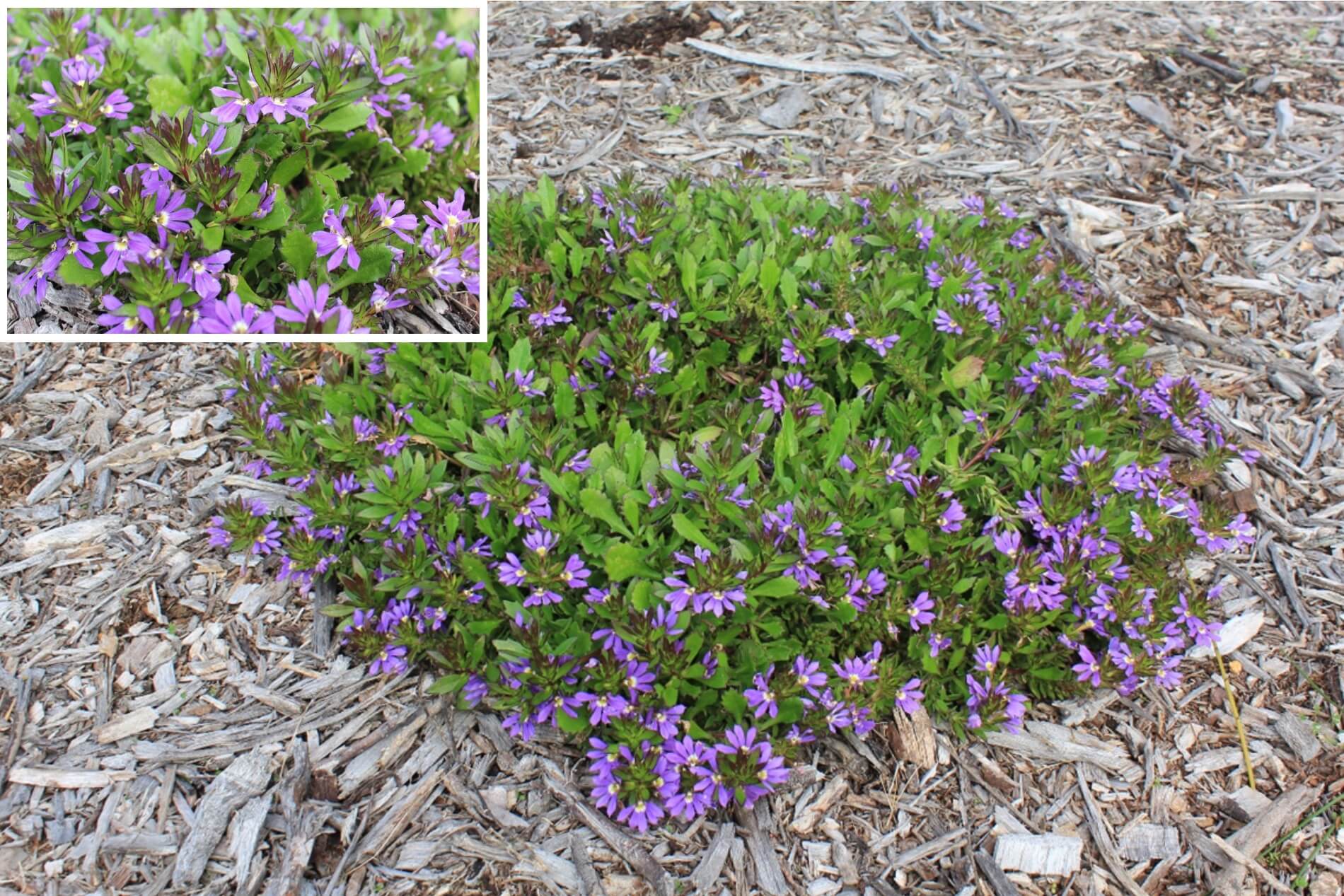 Plant known as Scaevola Aemula common name is Fairy Fan Flower