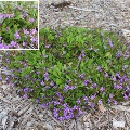 Plant known as Scaevola Aemula common name is Fairy Fan Flower