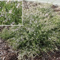 Plant known as Thryptomene Saxicola (Pink Rock Myrtle)