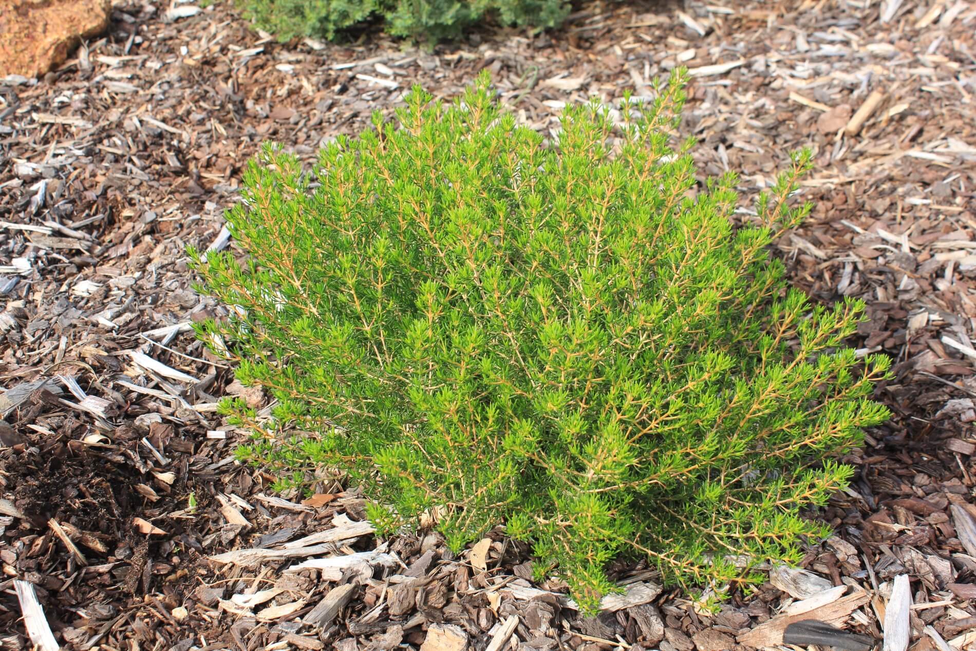 Plant known as Verticordia Crysantha (Yellow Featherflower)