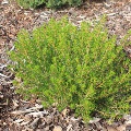 Plant known as Verticordia Crysantha (Yellow Featherflower)