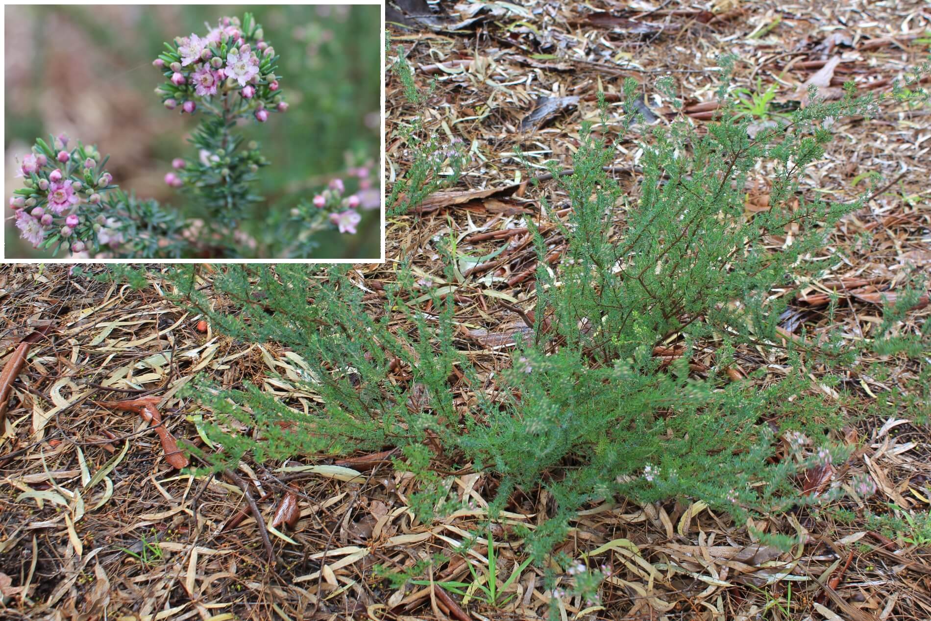 Plant known as Verticordia Plumosa (Plumed Featherflower)