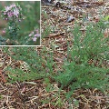 Plant known as Verticordia Plumosa (Plumed Featherflower)