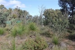 View of the bushland in Kershaw Reserve