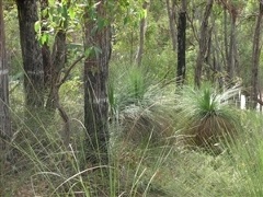 Image of the bush land in Spring Road Reserve