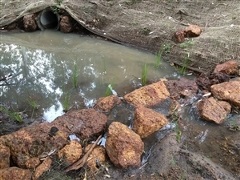 Friends of Toornart Creek Image of waterway re-vegetation in Torrnart Creek Reserve
