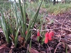 Markham Reserve View of some bulbs growing through some debris at Markham Reserve