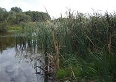 View of the waters and reeds at Ollie Worrell Reserve