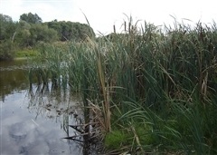 Ollie Worrell Reserve View of the waters and reeds at Ollie Worrell Reserve
