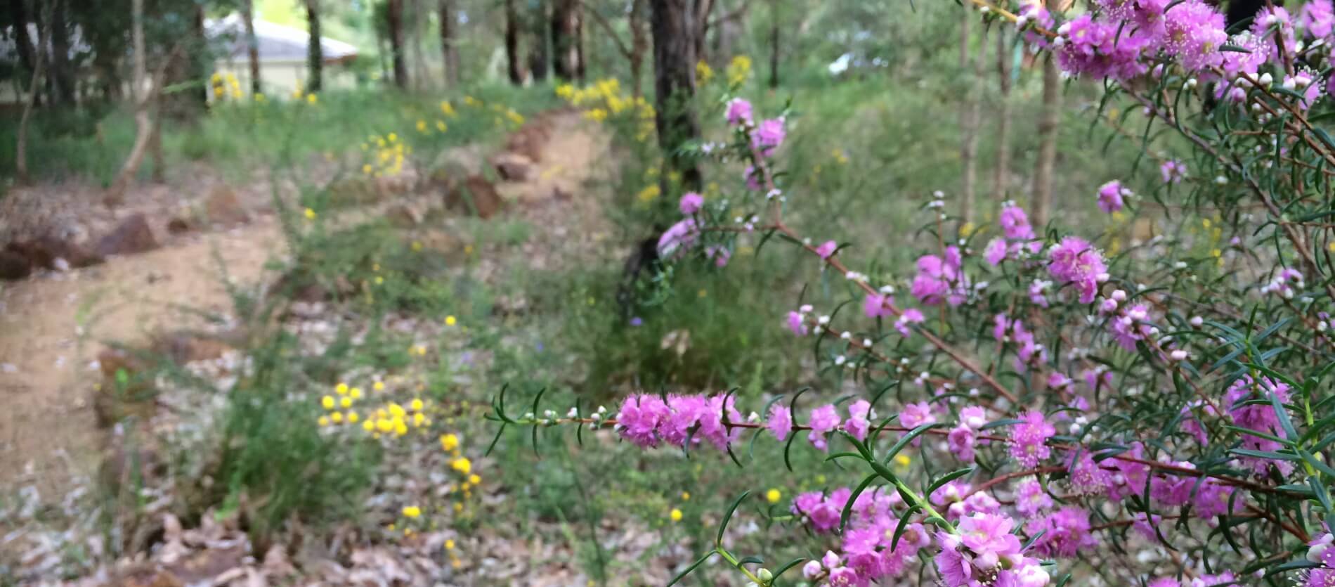 Purple and yellow wildflowers along a gravel path lined with rocks