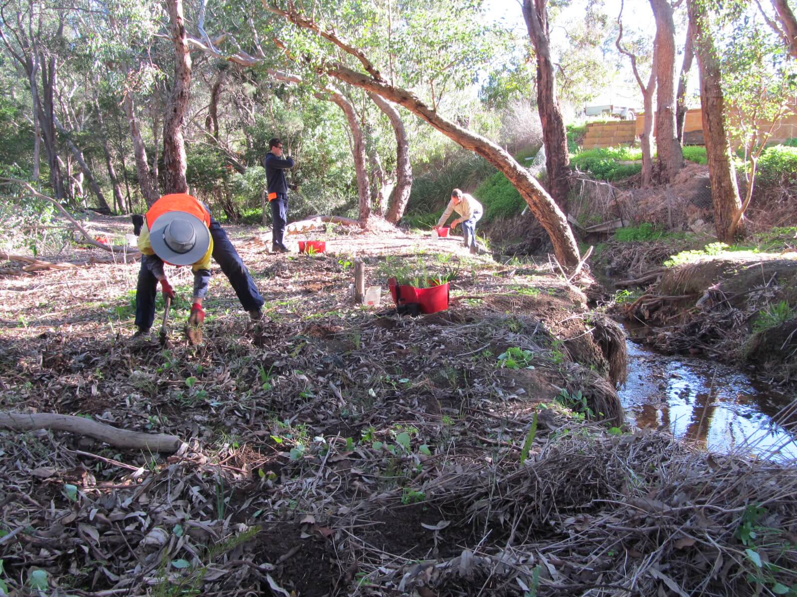 Volunteers planting seedlings by a water way