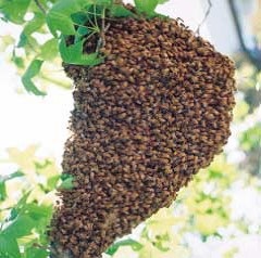 Bees Nest