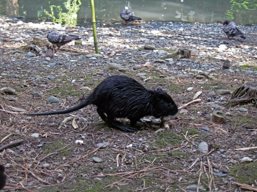 black rat