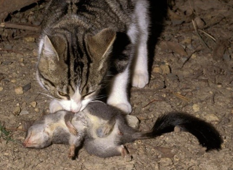 Pest mammals can cause damage to flora and fauna