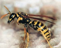 Common Paper Wasp