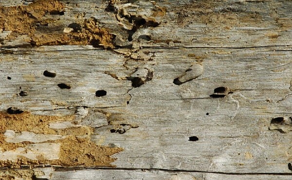 European house borers