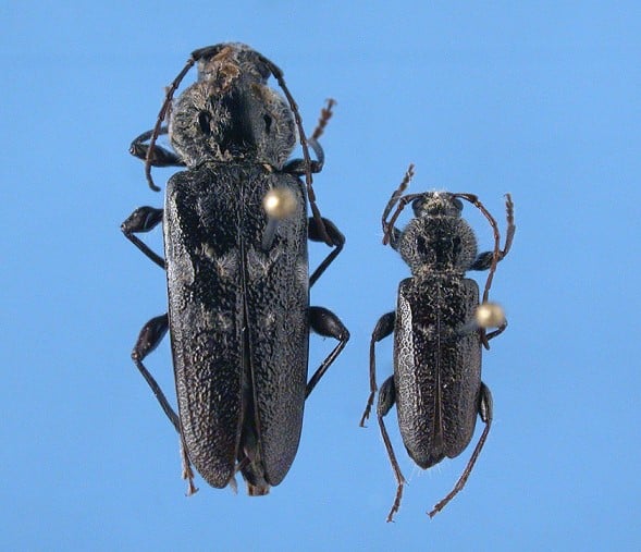 European house borer
