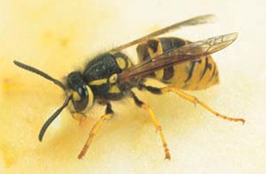 European Wasp