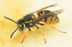 European Wasp