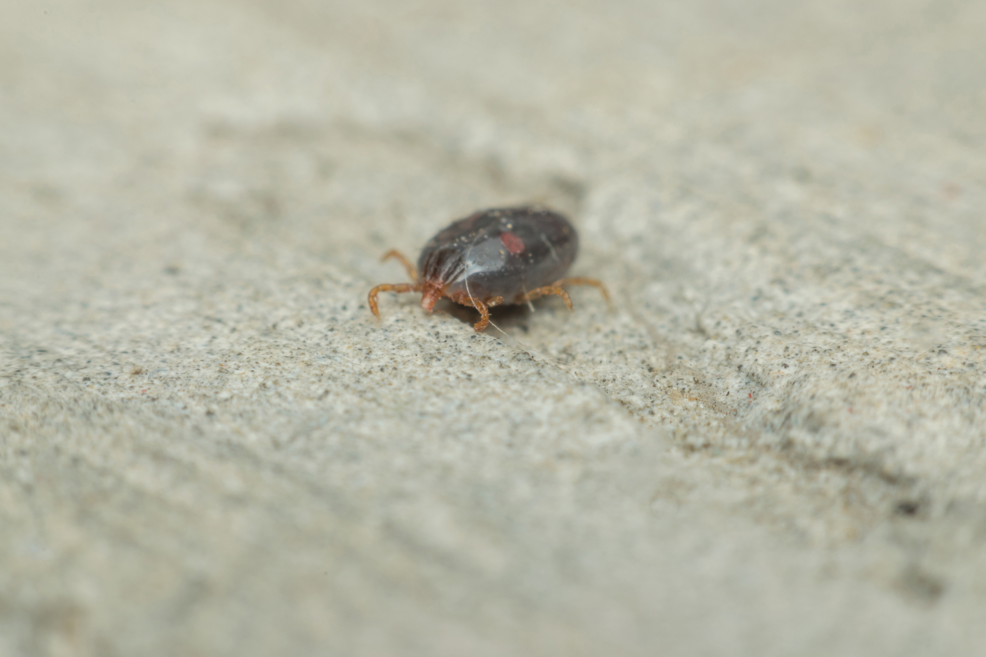 Fleas