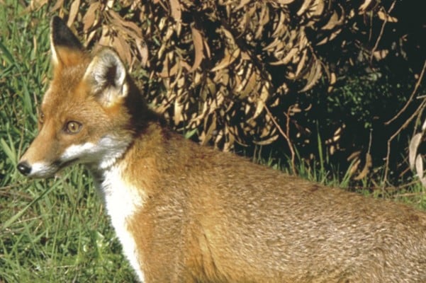 red fox