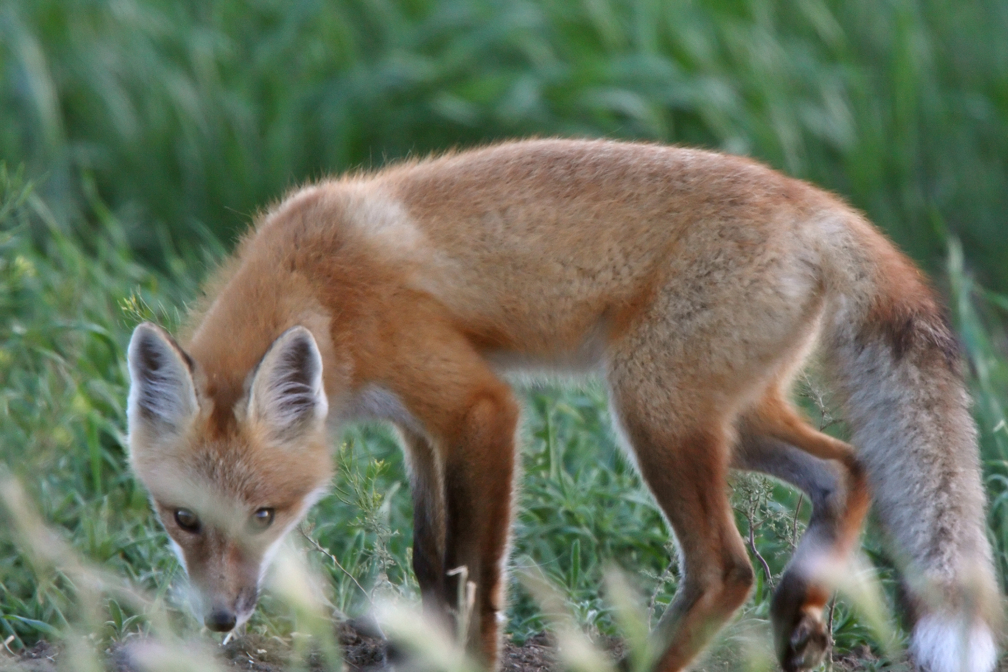 red fox