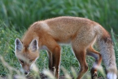 red fox