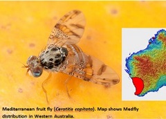 Mediterranean Fruit Fly